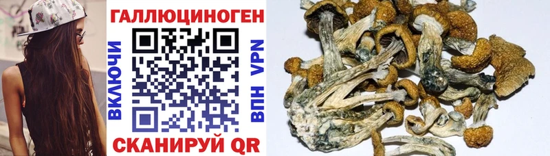 Галлюциногенные грибы Psilocybe Фролово